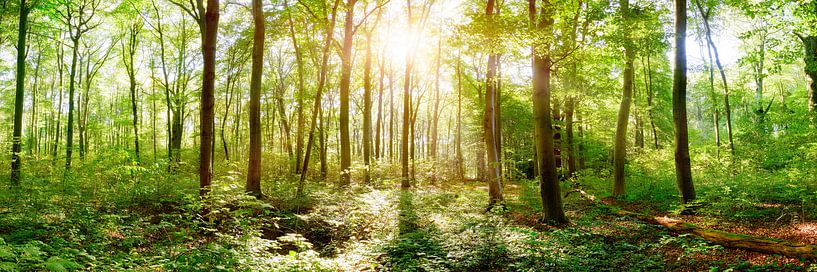 Natürlicher Wald im Frühling von Günter Albers