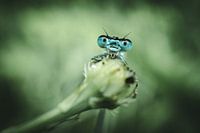 Een juffer in het groen