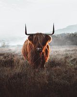 Schottischer Hochlandbewohner