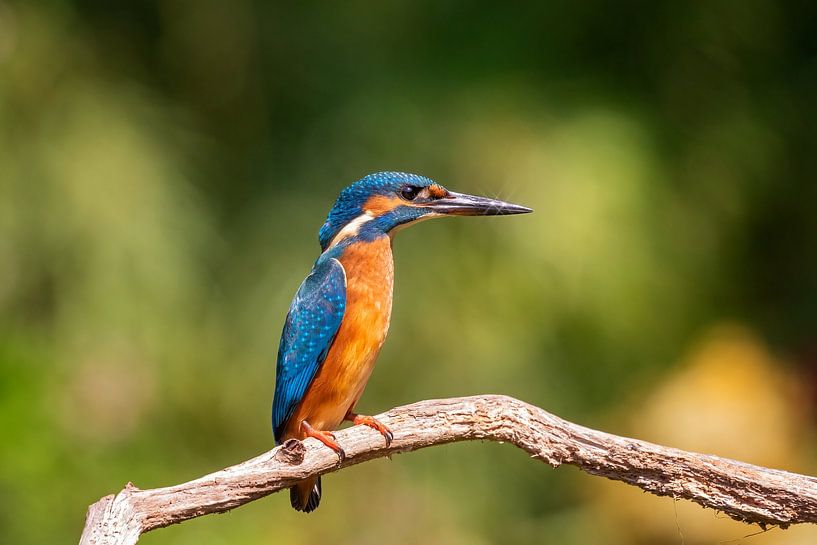 étoiles par gea strucks