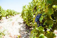 Reben in Südfrankreich