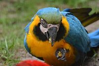 Blauwgele ara aan de maaltijd