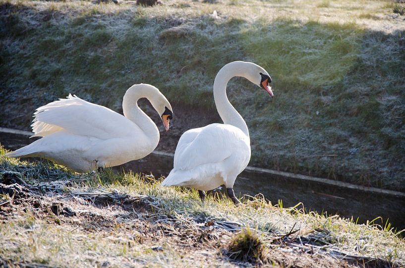 Swans along the waterfront by Ron van der Meer