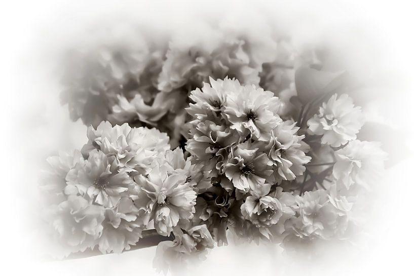 Cherry Blossom Romantic Vintage Black White by Marlika Art