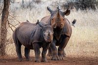 Rhinocéros mère &amp ; fille