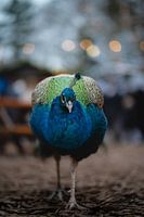 Pfau spaziert durch die Weihnachtslandschaft