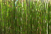 Bambus