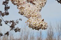Fleur de cerisier/Sakura