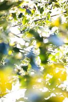 Abstrakte Formen von Blättern | Stillleben, Nahaufnahme, Naturfotografie