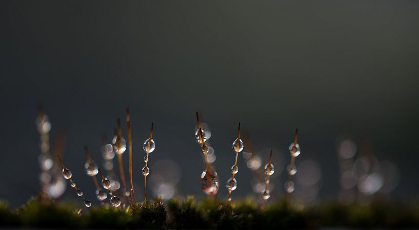 Dewdrops 5 by Patrick Verheij