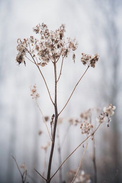 Nature at its best by Petra Brouwer