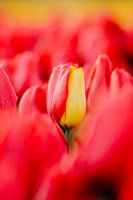 Spezielle rot-gelbe Tulpe | Rote Tulpe mit gelbem Blatt
