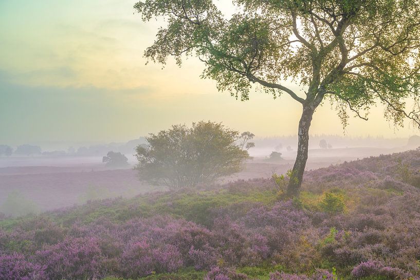 Lever de soleil sur un paysage de bruyères à la Veluwe par Sjoerd van der Wal Photographie