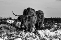 Schottische Highlander im Moor