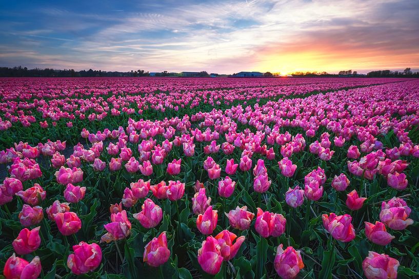Die Zwiebelfelder von Bram de Jong