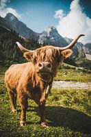Hochlandrind in den Allgäuer Alpen
