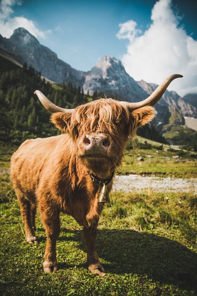 Hochlandrind in den Allgäuer Alpen von Stefan Wanning