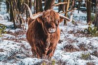Highlander écossais dans la neige