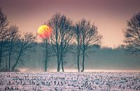 Winter sun over snowy meadow