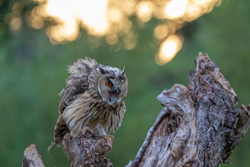 Angry long-eared owl by Michelle Peeters