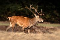 Red deer