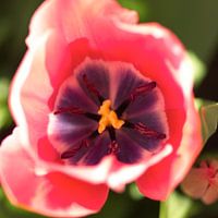 Nahaufnahme Tulpenknopf