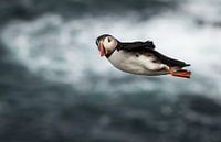 Planche à voile - style Puffin