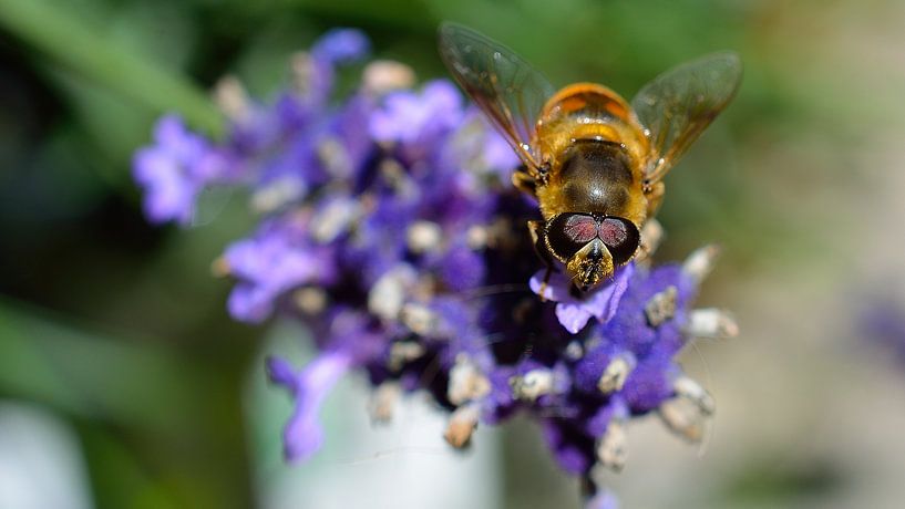 Lavendel met bij von Madelinde Maassen