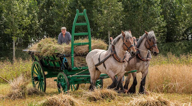La récolte de blé est rentrée par Ria Overbeeke