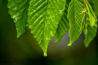 Waterdrops on a leaf