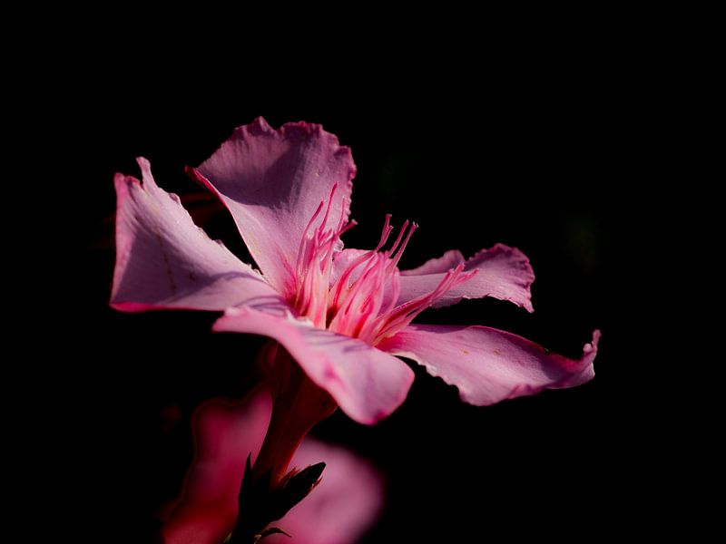 Oleander von Mario de Lijser