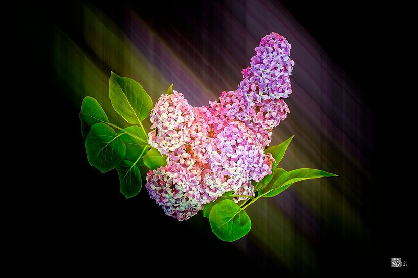 Lilac Blossom by Leopold Brix