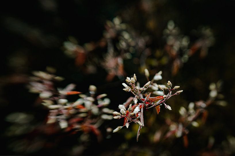 Charms-Of-Nature by Hiske Boon