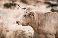 Majestueux et calme Force silencieuse une vache dans les champs