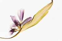 Surfing - L'empreinte des feuilles