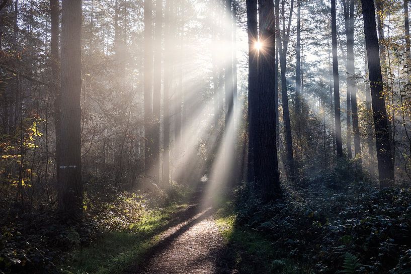 Herbst 2021 - 2 von Bart Ceuppens