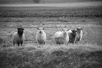 Mouton dans la prairie