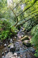 La jungle verte de Madère