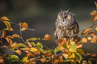 long-eared owl