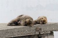 Berberapen met babyaapje op de Rots (bergtop) van Gibraltar