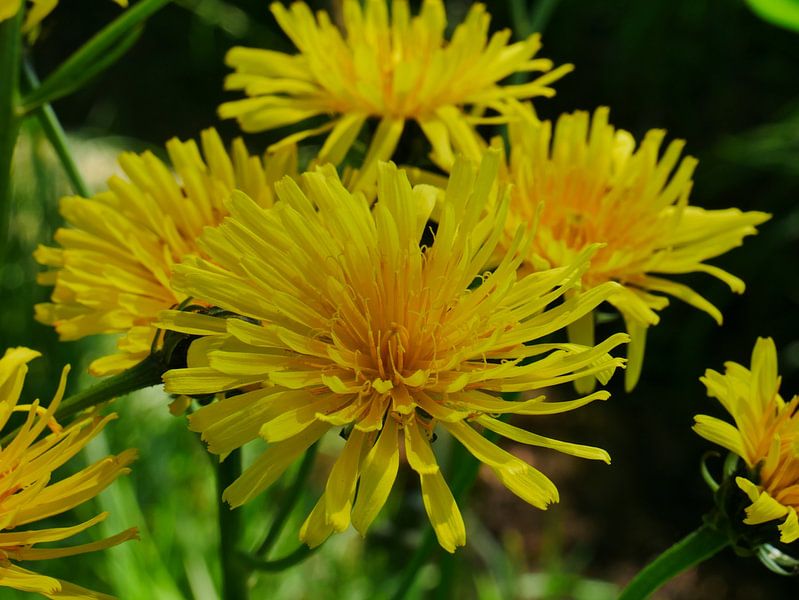 Großer Streifensamen von Wim vd Neut