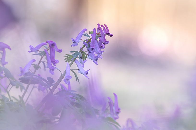 Finger helmet flower at sunrise by Lilian Photography