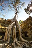 La nature reprend tout