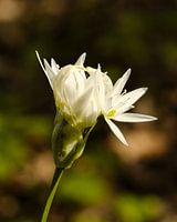 Marshch in voller Blüte