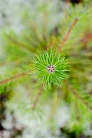 Stille in der Struktur - Schwedische Natur aus der Nähe von Nordic Details 001