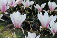 Blühende Magnolie am Ende.