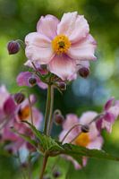 Japanese anemone with its velvet pink petals
