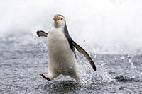 Schlegelspinguin (Eudyptes schlegeli) auf den Macquarie-Inseln, Australien.