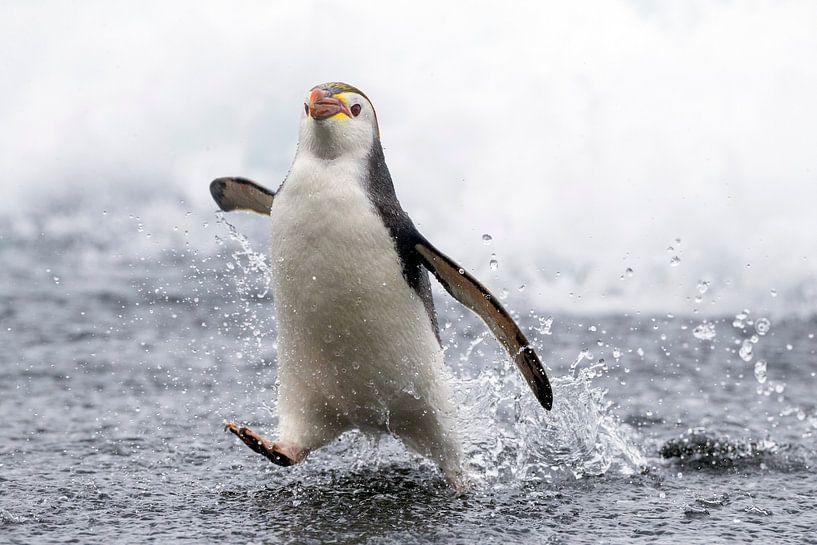 Pingouin de Schlegels (Eudyptes schlegeli) sur les îles Macquarie, Australie. par AGAMI Photo Agency