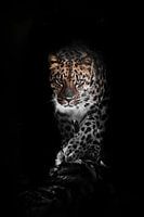 Large full face. leopard isolated on a black background. Wild beautiful big cat in the night darknes